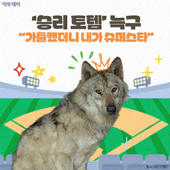 ▲'승리 토템' 늑구…"가출했더니 내가 슈퍼스타" [요즘, 이거] (디자인=김다애 디자이너 mnbgn@)