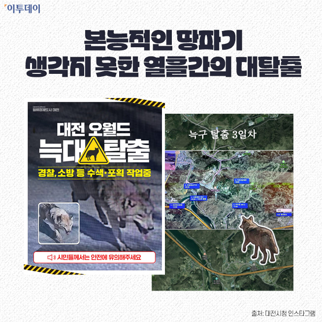 ▲'승리 토템' 늑구…"가출했더니 내가 슈퍼스타" [요즘, 이거] (디자인=김다애 디자이너 mnbgn@)