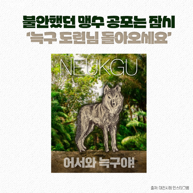 ▲'승리 토템' 늑구…"가출했더니 내가 슈퍼스타" [요즘, 이거] (디자인=김다애 디자이너 mnbgn@)