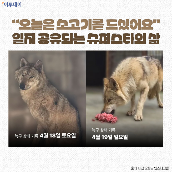 ▲'승리 토템' 늑구…"가출했더니 내가 슈퍼스타" [요즘, 이거] (디자인=김다애 디자이너 mnbgn@)
