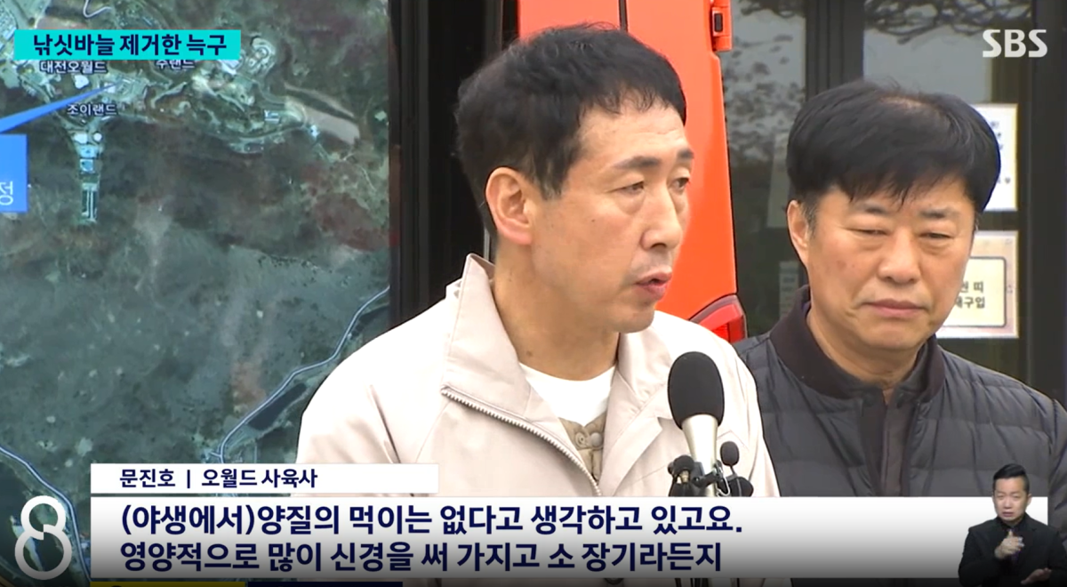 ▲문진호 사육사가 늑구의 상태에 대해 설명하고 있다. (출처=SBS 뉴스 공식 유튜브 채널)
