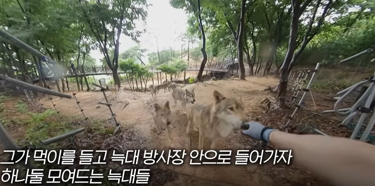 ▲사육사가 늑대들과 함께 있다. (출처=유튜브 채널 '애니띵')