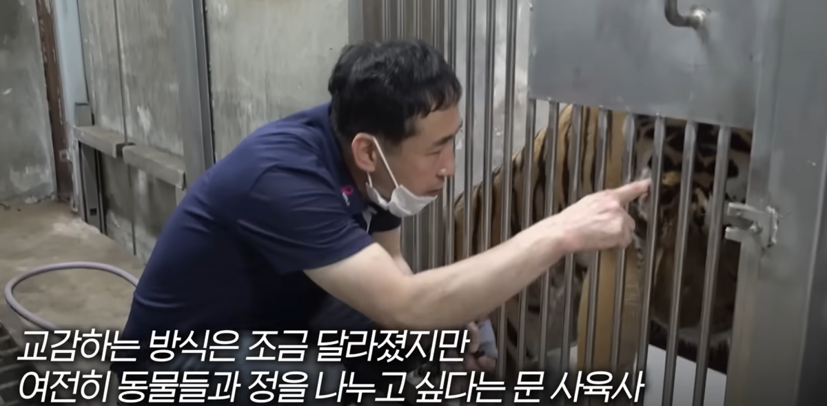 ▲문진호 사육사가 호랑이와 교감 중이다. (출처=유튜브 채널 '애니띵')