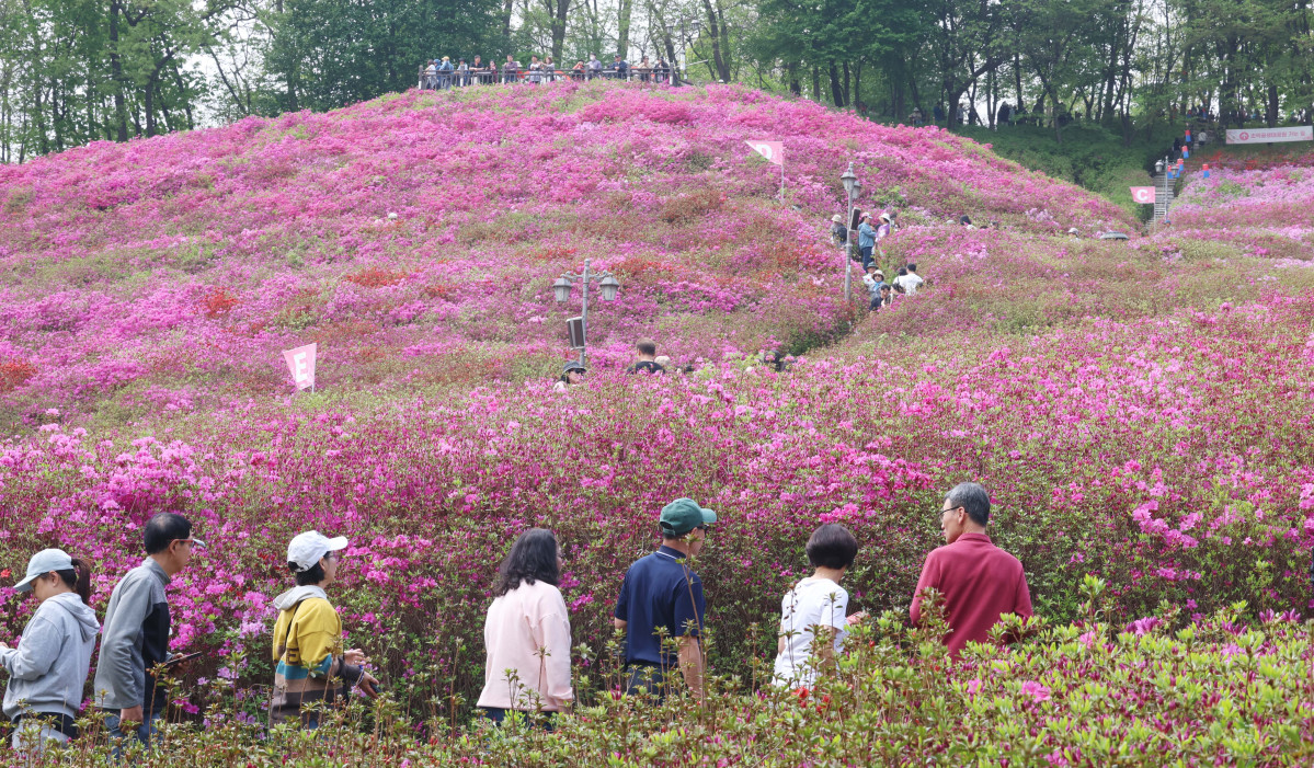 ▲19일 경기 군포시 철쭉동산 일대에서 열린 ‘2026 군포철쭉축제’를 찾은 상춘객들이 봄의 절정을 만끽하고 있다. 약 2만㎡ 규모 동산에 식재된 22만 그루의 철쭉을 감상할 수 있는 군포철쭉축제는 26일까지 진행된다. (신태현 기자 holjjak@)