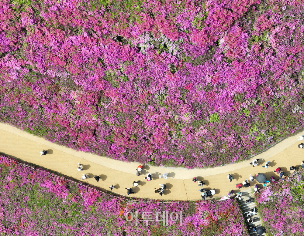 ▲19일 경기 군포시 철쭉동산 일대에서 열린 ‘2026 군포철쭉축제’를 찾은 상춘객들이 봄의 절정을 만끽하고 있다. (이투데이DB)