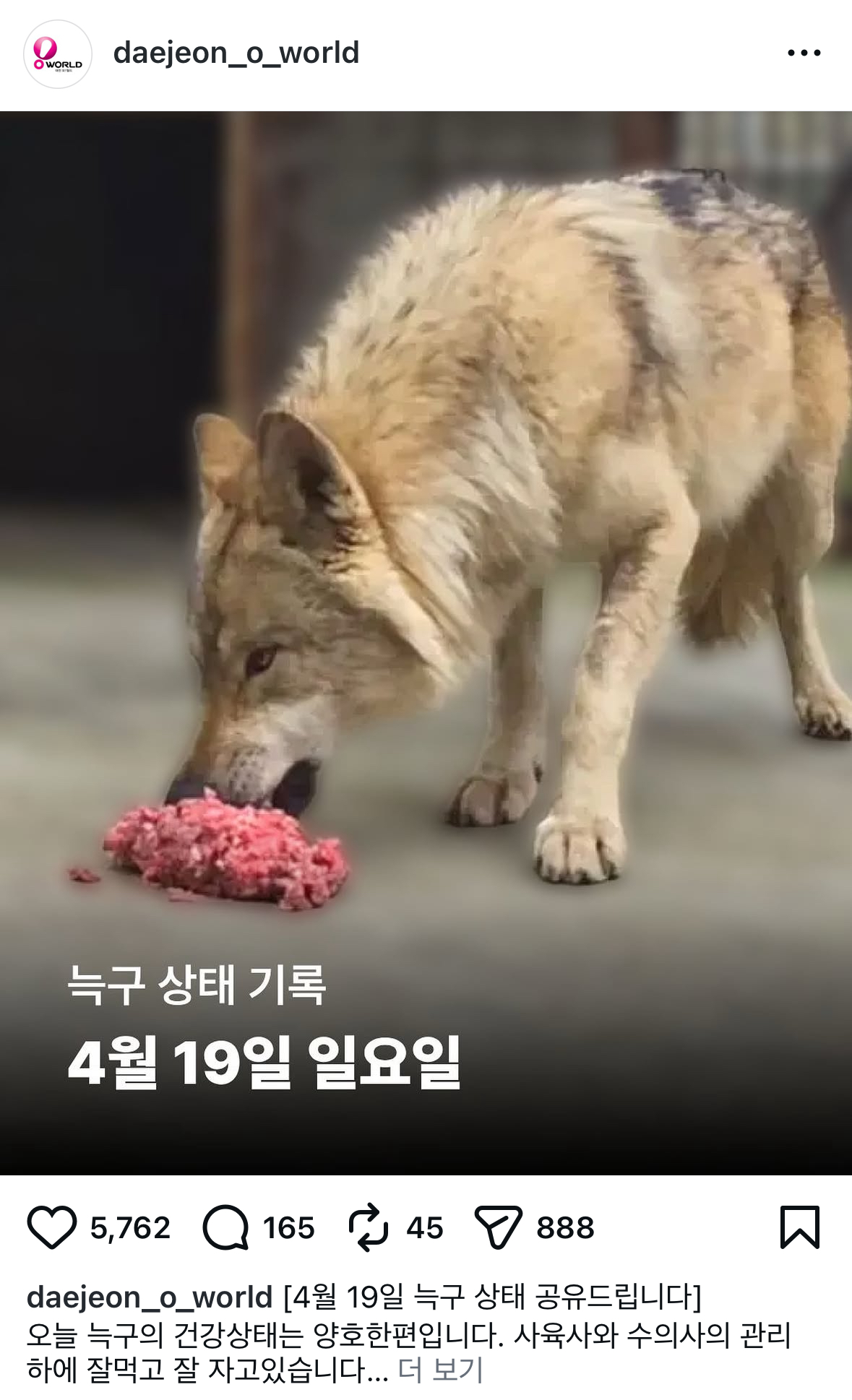 ▲19일 늑구 상태 기록. (출처=오월드 공식 인스타그램 캡처)