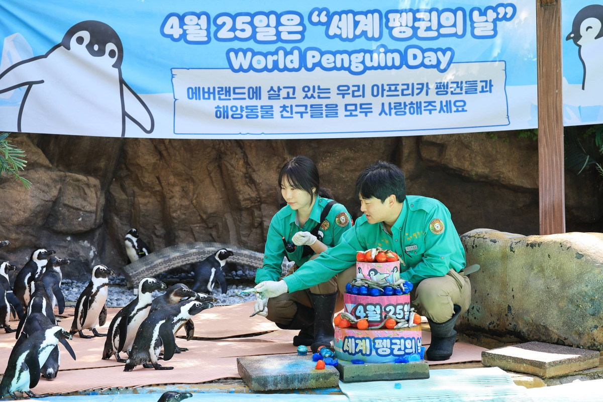 ▲24일 에버랜드가 펭귄과 해양생물 보호에 대한 메시지를 전하는 프로그램을 진행했다. (사진제공=에버랜드)