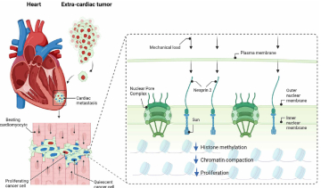 ▲다른 장기의 암(extra-cardiac tumor)이 전이돼 심근세포 사이에 자리를 잡더라도(cardiac metastasis) 심장 박동의 수축력을 받아 대부분은 증식이 억제되고(quiescent cancer cell) 소수만 증식하므로(proliferating cancer cell) 좀처럼 커지지 않는다. 억제 과정에는 핵막의 네스프린2(Nesprin 2) 단백질이 관여하는 것으로 밝혀졌다. 사진출처: ‘사이언스’