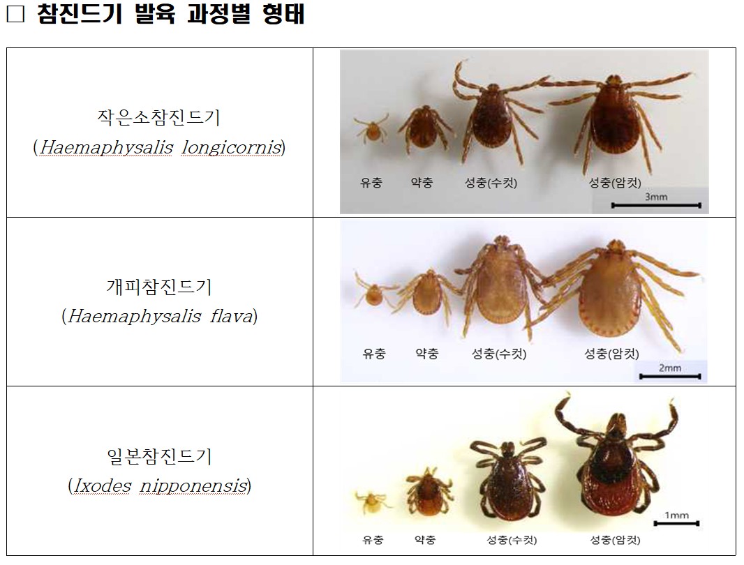 ▲참진드기 발육 과정별 형태 (사진제공=농림축산식품부)