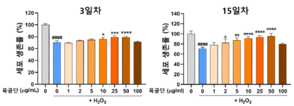 ▲과산화수소 처리로 감소한 해마 신경세포 생존율이 과산화수소와 육공단으로 동시 처리한 결과, 육공단 투여 농도에 따라 생존율이 회복됐다.(자생한방병)