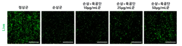 ▲과산화수소 처리로 감소한 해마 신경세포 생존율이 과산화수소와 육공단으로 동시 처리한 결과 육공단 투여 농도에 따라 생존율이 증가했다.(자생한방병원)