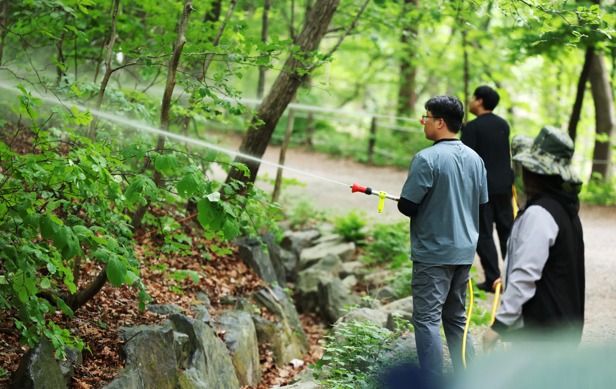 ▲삼육대학교 관계자들이 7일 서울 노원구 불암산 일대에서 붉은등우단털파리(러브버그) 방제를 위한 유충구제제를 살포한 뒤 물을 뿌리고 있다. (연합뉴스)