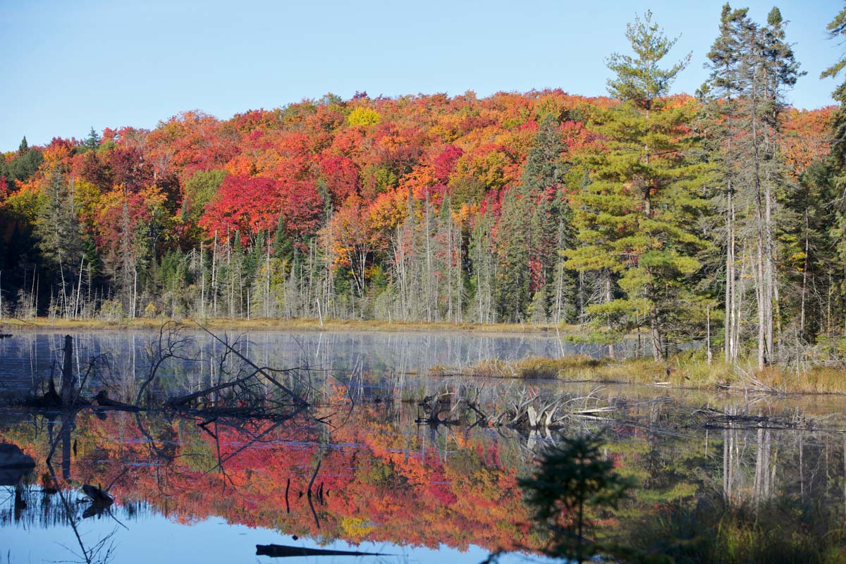 ▲캐나다 알곤퀸 주립공원(Algonquin Provincial Park). (출처='Ontario Parks' 홈페이지 캡처)