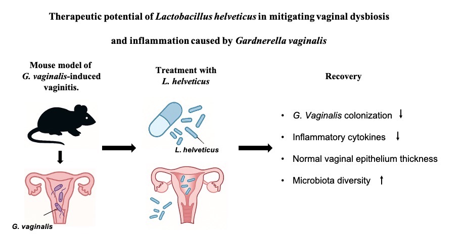 ▲Lactobacillus helveticus 20838 투여에 따른 질 및 장내 마이크로바이옴 회복 모식도. (사진제공=HEM파마)