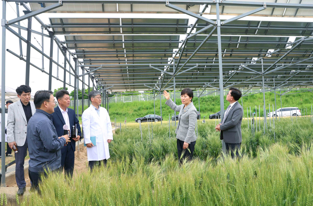 ▲송미령 농림축산식품부 장관이 19일 전북 완주군 농촌진흥청을 찾아 영농형 태양광 실증 연구 성과를 점검하고 있다. (사진제공=농림축산식품부)