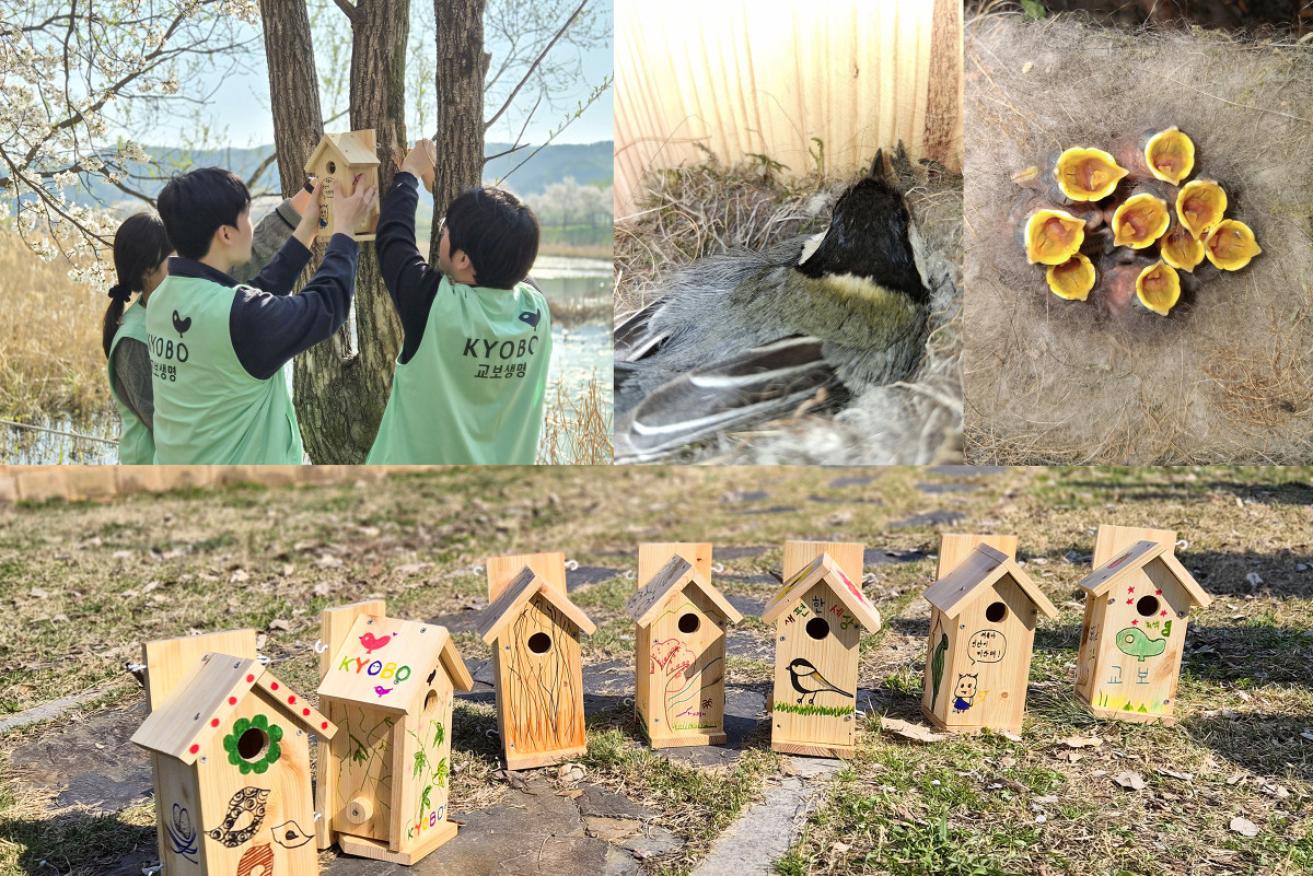 ▲지난달 8일 경기도 광주시 경안천 습지생태공원에서 교보생명 임직원들이 야생 조류를 위한 인공 새집을 나무에 정성스럽게 설치하고 있다(사진 위 왼쪽). 임직원들이 설치한 둥지 중 한 곳에서 최근 박새 어미 한 마리가 둥지를 틀었고 9마리가 무사히 부화한 모습(사진 위 오른쪽)과 교보생명 임직원들이 손수 만든 인공 새집 모습(사진 아래쪽). (사진제공=교보생명)