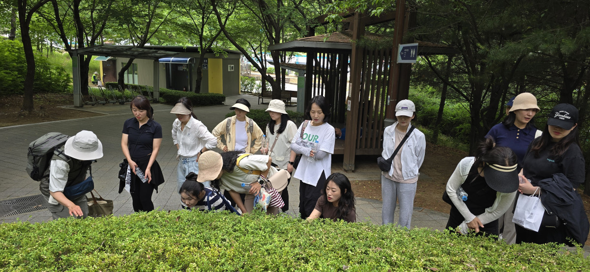 ▲한누리유치원 학부모들이 연암공원에서 숲 환경학교 전문 강사의 안내에 따라 주변 식물을 관찰하며 생태감수성 체험에 참여하고 있다. (한누리유치원)
