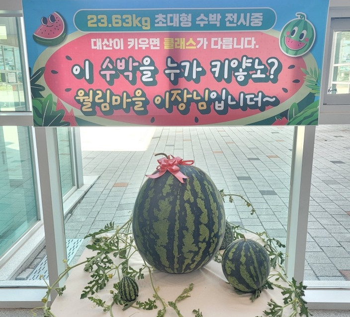 ▲창원시 '슈퍼수박'. (사진제공=창원시)