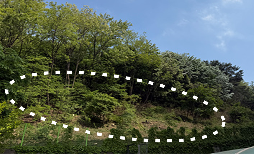 ▲서울특별시 동작구 서달산 위험 수목 제거 전(위)과 후(아래) 모습. (사진 제공 = 동작구)