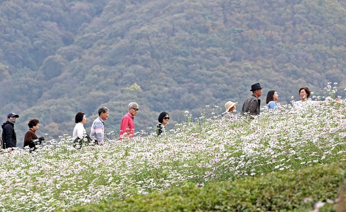 ▲정읍을 찾은 관광객들이 구절초 꽃밭을 걸으며 정취를 즐기고 있다. (사진제공=정읍시)