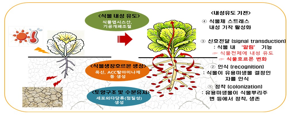 ▲바실러스 시아멘시스’ 개발 내용 (자료제공=농촌진흥청)