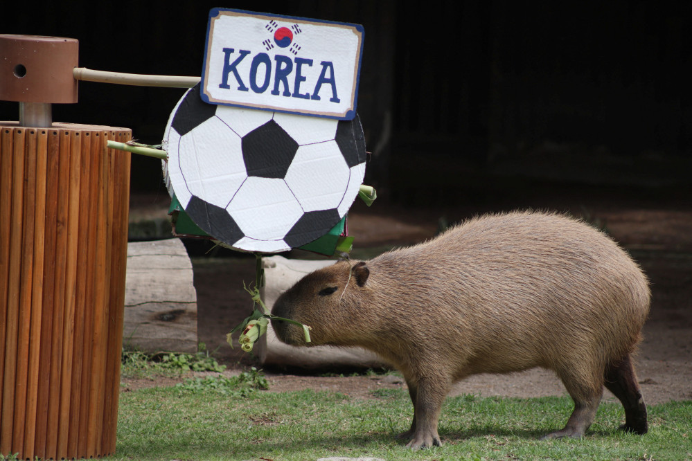 ▲5일(현지시간) 멕시코 과달라하라의 한 동물원에서 열린 2026 국제축구연맹(FIFA) 월드컵 경기 결과 예측 행사에서 한 살 된 카피바라 ‘에이미’가 한국 국기를 향해 다가가고 있다. (로이터/연합뉴스)