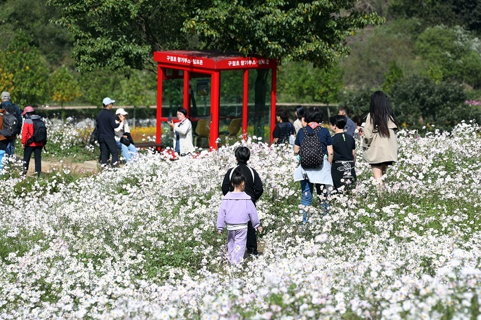 ▲관광객들이 정읍 구절초 지방정원에서 만개한 구절초 꽃밭을 걸으며 가을 정취를 즐기고 있다. (사진제공=정읍시)