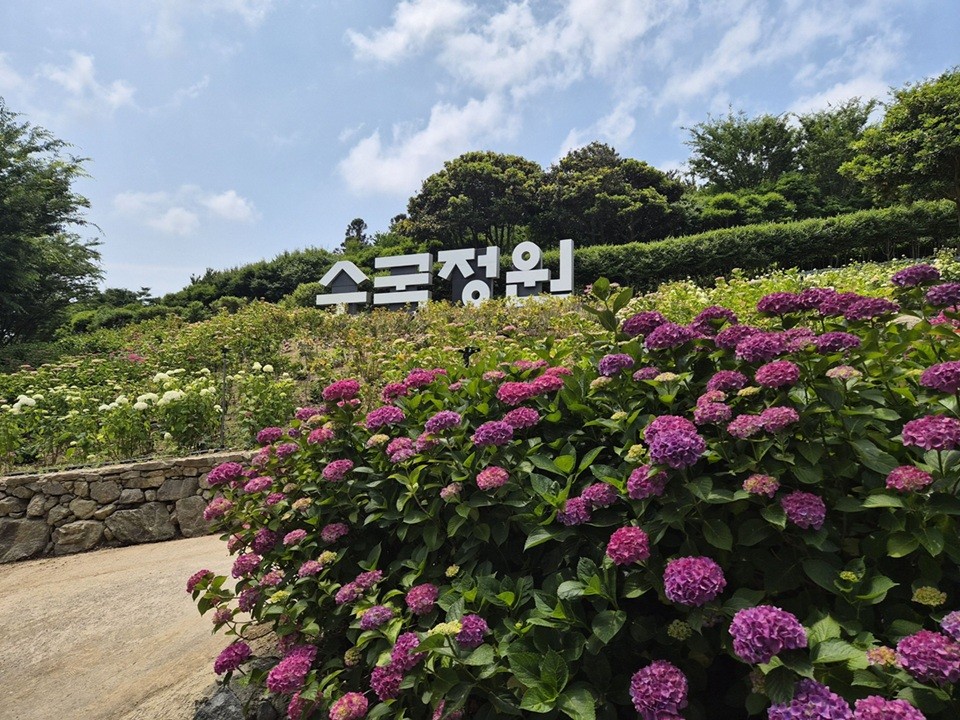 ▲신안군은 이달 19일부터 28일까지 '2026 섬 수국축제'를 개최한다. (사진제공=신안군)