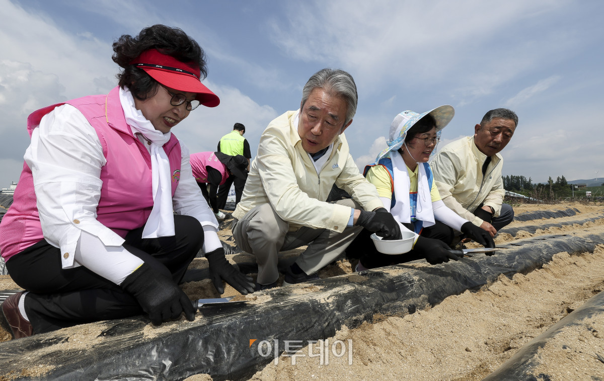 ▲강호동 농협중앙회장이 19일 강원 평창군 대관령면 횡계리의 한 농가에서 열린 '범농협 강원지역 농촌일손 집중 지원의날'에서 무 파종 작업을 하고 있다. 이날 강 회장은 대관령면 소재 농가를 찾아 무 파종작업, 양상추 모종 심기 등 농작업을 지원하며 농업인의 애로사항을 청취했다. 이번 범농협 농촌일손 집중 지원 기간에는 주요 농산물 가격 변동과 인건비 상승, 농촌 고령화에 따른 영농인력 부족으로 어려움을 겪는 농가 지원을 위해 전국 각지에서 범농협 임직원을 비롯해 농가주부모임, 고향주부모임, 대학생, 자원봉사자, 기업체 봉사단 등 약 1만 8천여명이 농업인 지원에 힘을 보탠다. 고성준 기자 joonko1@