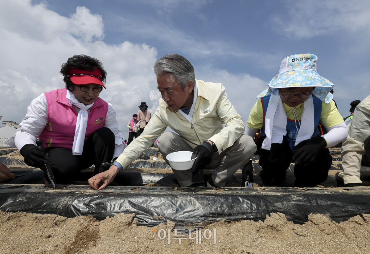▲강호동 농협중앙회장이 19일 강원 평창군 대관령면 횡계리의 한 농가에서 열린 '범농협 강원지역 농촌일손 집중 지원의날'에서 무 파종 작업을 하고 있다. 이날 강 회장은 대관령면 소재 농가를 찾아 무 파종작업, 양상추 모종 심기 등 농작업을 지원하며 농업인의 애로사항을 청취했다. 이번 범농협 농촌일손 집중 지원 기간에는 주요 농산물 가격 변동과 인건비 상승, 농촌 고령화에 따른 영농인력 부족으로 어려움을 겪는 농가 지원을 위해 전국 각지에서 범농협 임직원을 비롯해 농가주부모임, 고향주부모임, 대학생, 자원봉사자, 기업체 봉사단 등 약 1만 8천여명이 농업인 지원에 힘을 보탠다. 고성준 기자 joonko1@