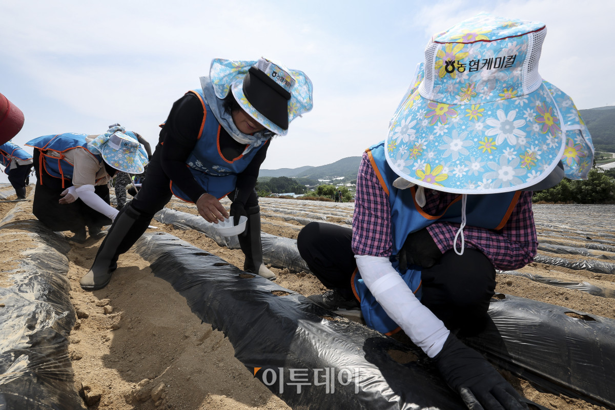 ▲19일 강원 평창군 대관령면 횡계리의 한 농가에서 열린 '범농협 강원지역 농촌일손 집중 지원의날'에서 참석자들이 무 파종 작업을 하고 있다. 이번 범농협 농촌일손 집중 지원 기간에는 주요 농산물 가격 변동과 인건비 상승, 농촌 고령화에 따른 영농인력 부족으로 어려움을 겪는 농가 지원을 위해 전국 각지에서 범농협 임직원을 비롯해 농가주부모임, 고향주부모임, 대학생, 자원봉사자, 기업체 봉사단 등 약 1만 8천여명이 농업인 지원에 힘을 보탠다. 고성준 기자 joonko1@
