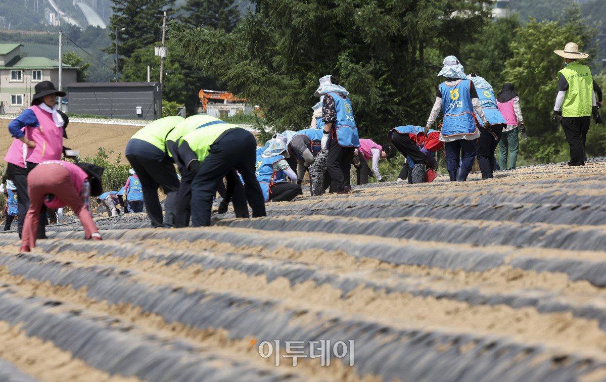 ▲19일 강원 평창군 대관령면 횡계리의 한 농가에서 열린 '범농협 강원지역 농촌일손 집중 지원의날'에서 참석자들이 무 파종 작업을 하고 있다. 이번 범농협 농촌일손 집중 지원 기간에는 주요 농산물 가격 변동과 인건비 상승, 농촌 고령화에 따른 영농인력 부족으로 어려움을 겪는 농가 지원을 위해 전국 각지에서 범농협 임직원을 비롯해 농가주부모임, 고향주부모임, 대학생, 자원봉사자, 기업체 봉사단 등 약 1만 8천여명이 농업인 지원에 힘을 보탠다. 고성준 기자 joonko1@