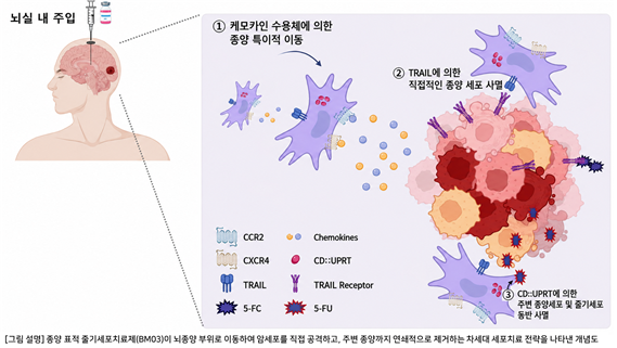 ▲종양 표적 줄기세포치료제(BM03)의 작동 원리. 케모카인 수용체에 의한 종양 특이적 이동, TRAIL에 의한 직접적 종양 세포 사멸, CD::UPRT에 의한 주변 종양세포 및 줄기세포로의 동반 사멸 등 3단계 기전으로 작동한다. (가톨릭대학교 성빈센트병원)