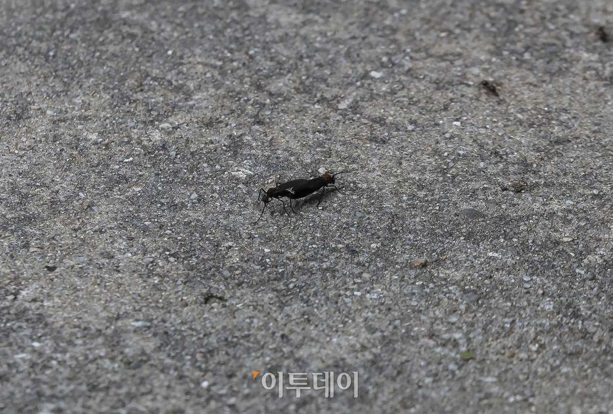 ▲25일 오전 서울 노원구 불암산 일대에서 붉은등우단털파리(러브버그) 살수드론 방제작업 시연 중 붉은등우단털파리(러브버그)가 바닥을 기어가고 있다. 서울시는 비와 바람에 취약한 러브버그의 특성을 고려해 살수드론을 이용해 발생지역 상공에서 물을 분사해 비행 능력을 떨어뜨리고, 활동과 확산을 일시적으로 억제한다. 살수드론 방제작업은 접근이 어려운 산림 및 경사지에 대한 광범위한 방제를 목적으로 진행된다. 고성준 기자 joonko1@