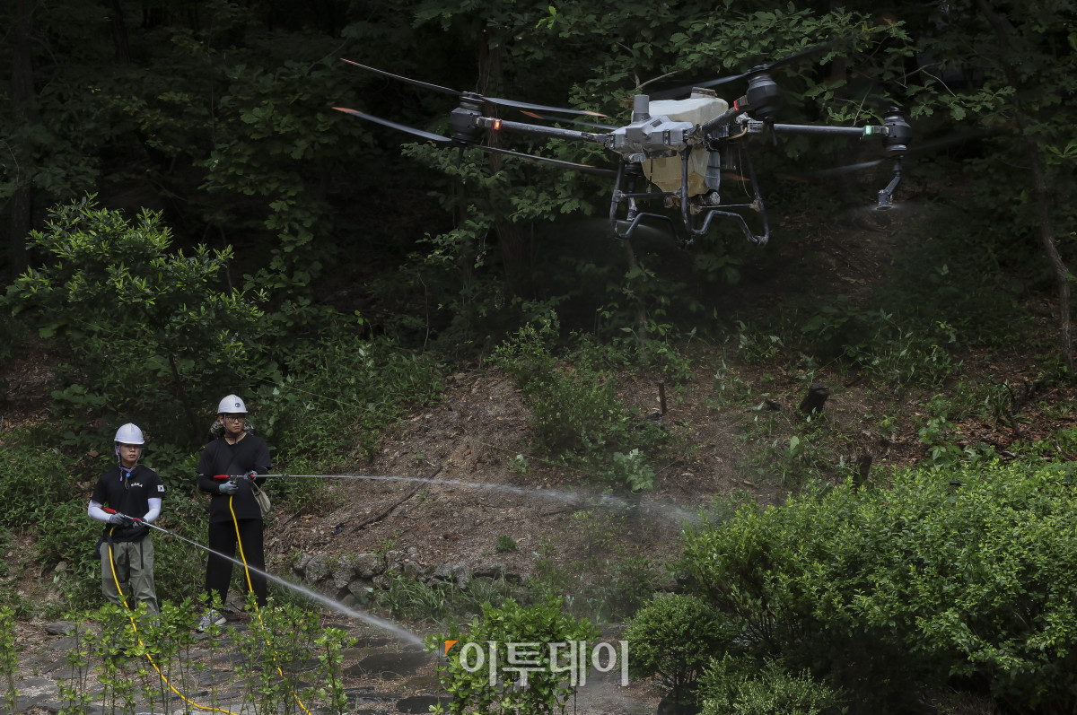 ▲25일 오전 서울 노원구 불암산 일대에서 김동건 삼육대학교 환경생태연구소장과 서울시 관계자 등이 붉은등우단털파리(러브버그) 살수드론 방제작업을 시연하고 있다. 서울시는 비와 바람에 취약한 러브버그의 특성을 고려해 살수드론을 이용해 발생지역 상공에서 물을 분사해 비행 능력을 떨어뜨리고, 활동과 확산을 일시적으로 억제한다. 살수드론 방제작업은 접근이 어려운 산림 및 경사지에 대한 광범위한 방제를 목적으로 진행된다. 고성준 기자 joonko1@