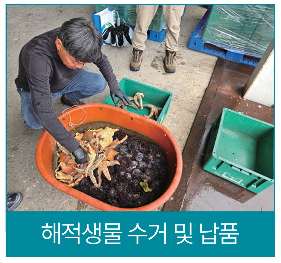 ▲해양불용자원(불가사리·성게)을 수거하는 모습. (사진제공=한국수산자원공단)