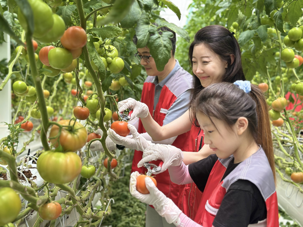 ▲27일 신세계푸드 임직원과 가족들이 충남 논산시 광석면에 있는 토마토 공급 협력농가 팜팜농장에서 토마토 수확, 선별, 포장 등 봉사활동을 하고 있다. (사진제공=신세계푸드)