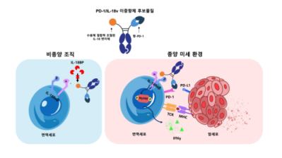 갤럭스, AI설계 'PD-1xIL-18v’ 항암제 "KDDF 과제선정"