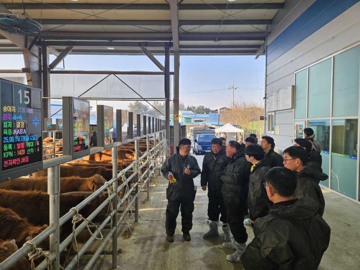 ▲김제 가축시장에서 관계자들이 한우 거래 현황과 운영 상황을 살펴보고 있다. (사진제공=김제시)