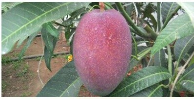 ▲임마누엘아트팜 농장 애플망고. (사진제공=임마누엘아트팜 영농조합법인)