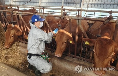 ▲소 럼피스킨 예방 접종. (연합뉴스)