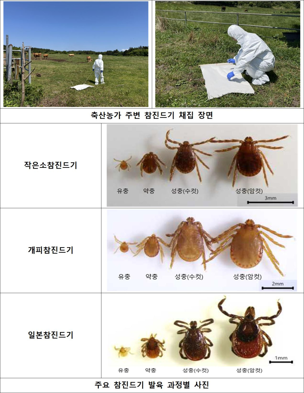 ▲축산농가 주변 참진드기 채집 장면 및 참진드기 사진 (사진제공=농림축산식품부)