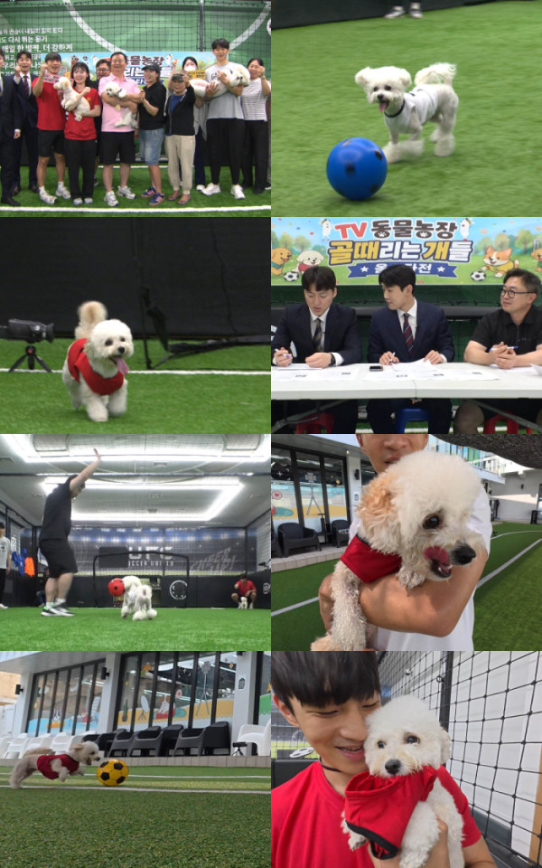 ▲​'TV 동물농장'(사진출처=SBS)