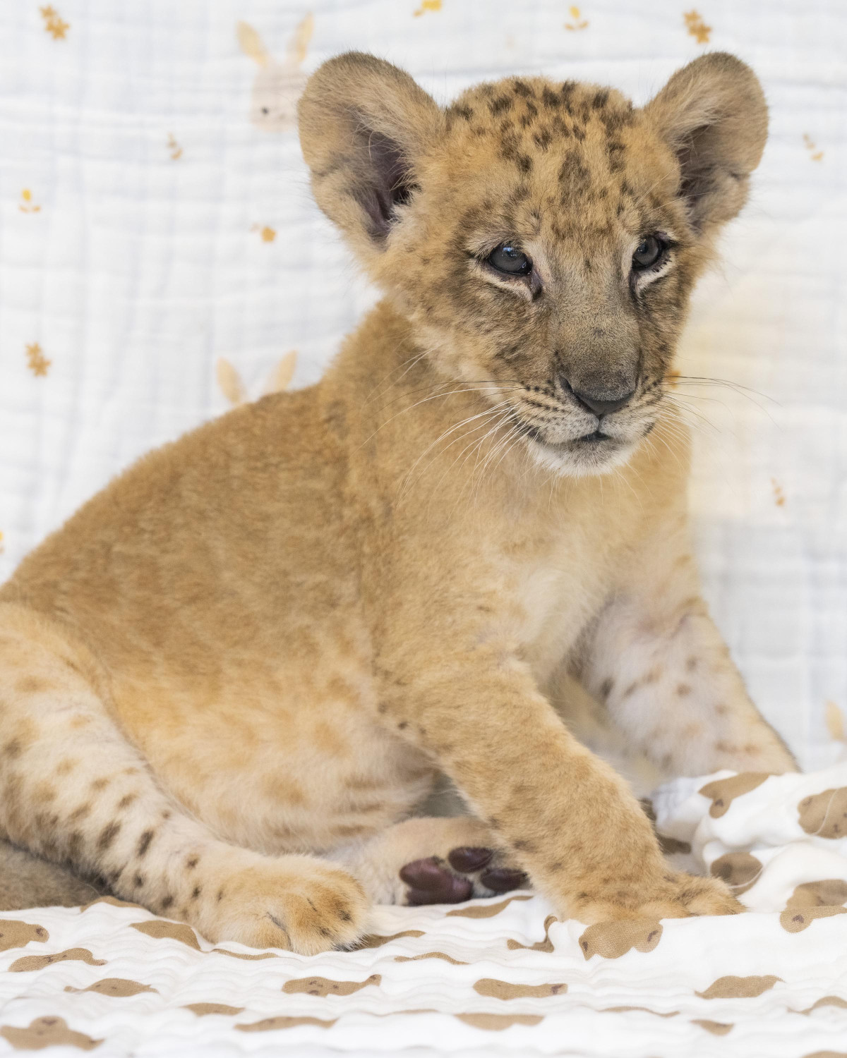 ▲에버랜드에서 8년 만에 태어난 아기 사자 '라온'