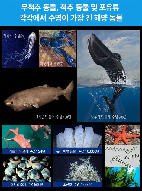 ▲한국해양과학기술원이 바다 생물의 '노화 저항성'을 활용해 이미 노화된 세포를 되돌리는 '역노화' 해양소재 개발에 착수한다. (한국해양과학기술원)