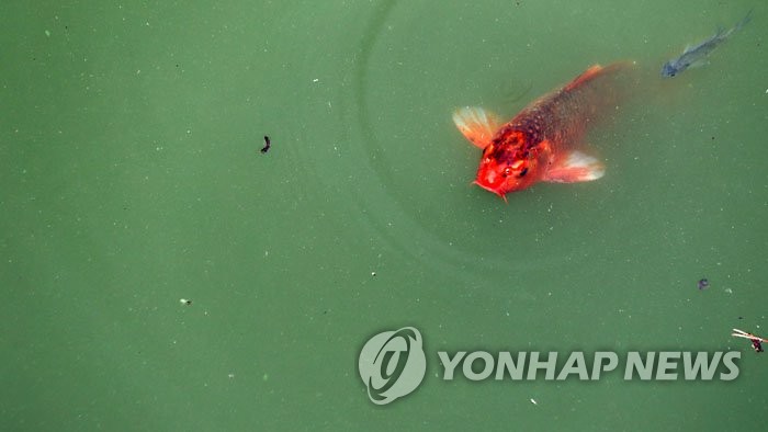▲녹조 (사진제공=연합뉴스)