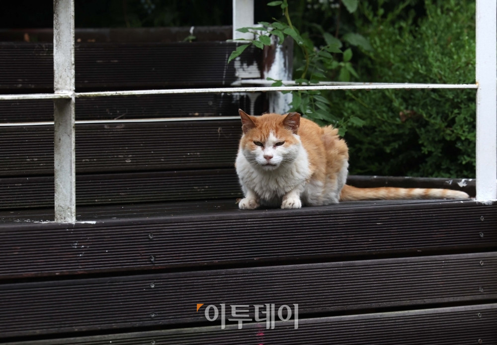 ▲서서울호수공원 고양이 구역에 사는 길고양이. 신태현 기자 holjjak@ (이투데이 DB)
