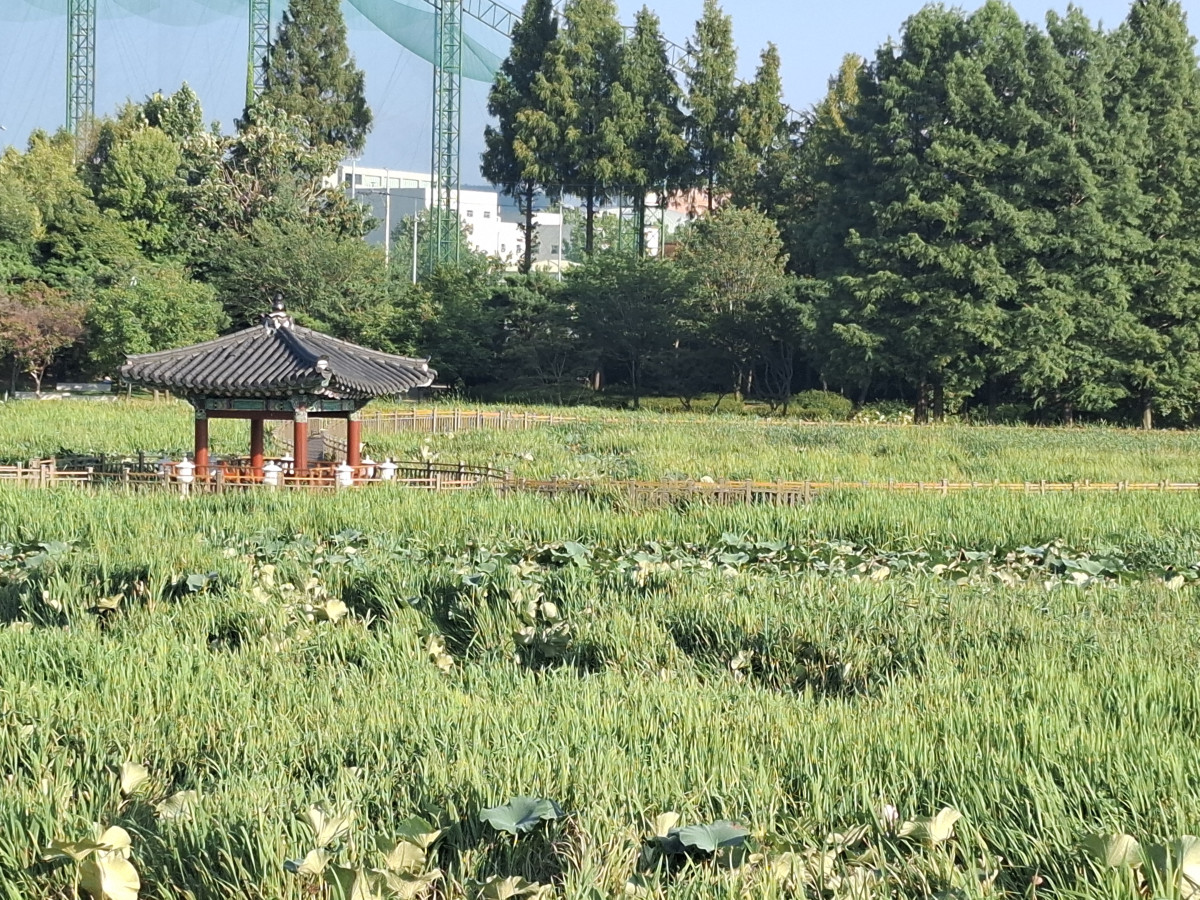 ▲전주 덕진공원 연못 서쪽 구간에 연꽃 대신 부들과 물억새 등 수생식물이 넓게 자리 잡고 있다. (사진제공=조경환 기자)