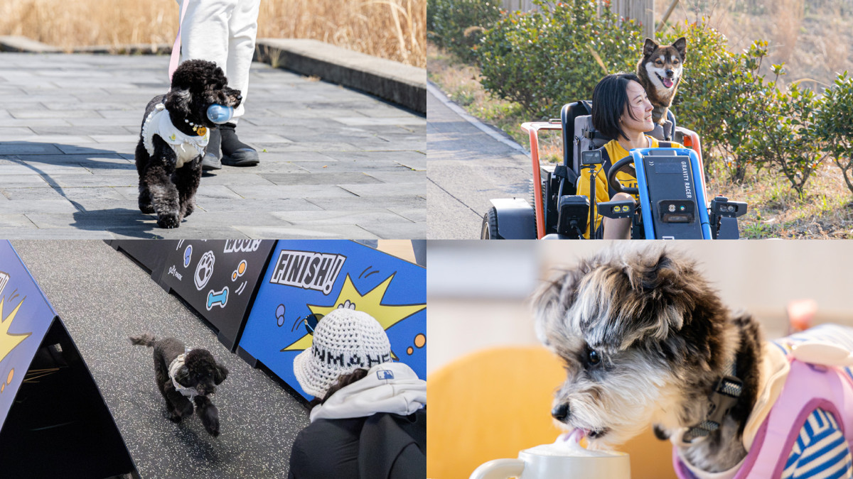 ▲보호자와 함께 9.81파크 제주를 찾은 반려견이 다채로운 프로그램을 즐기고 있다. (사진제공=9.81파크제주)