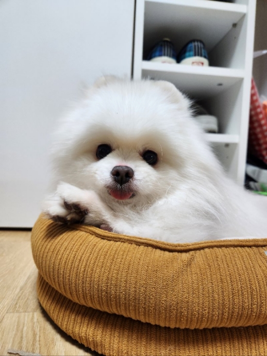 ▲신O정 님의 반려동물 ‘솜이’ 사진 (포인핸드 앱-포인핸드스토리 제공)